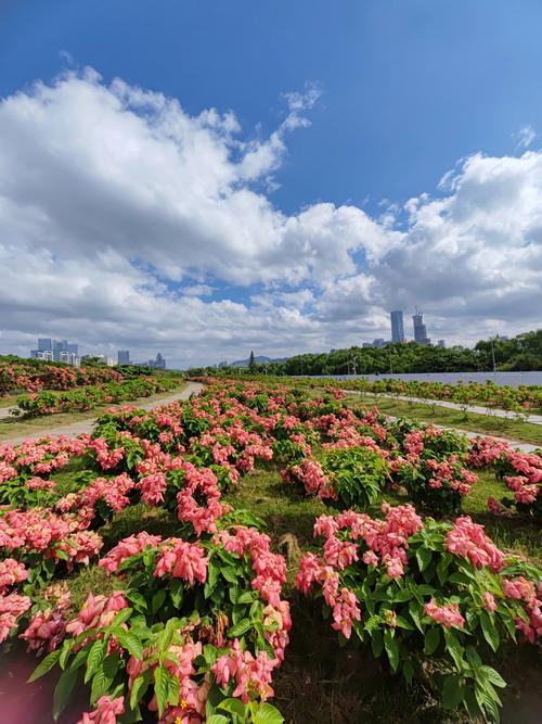 深圳有哪些绝美花海景点推荐?-第2张图片-星月文旅 深圳有哪些绝美花海景点推荐?-第2张图片-星月文旅