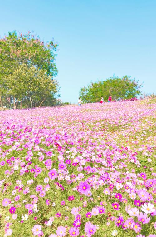 深圳有哪些绝美花海景点推荐?-第3张图片-星月文旅 深圳有哪些绝美花海景点推荐?-第3张图片-星月文旅