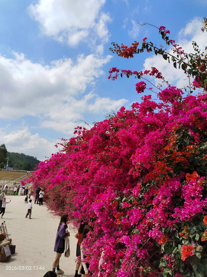 惠州有哪些值得一去花海景点？-第2张图片-星月文旅