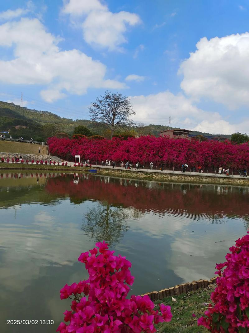 惠州有哪些值得一去花海景点？-第3张图片-星月文旅
