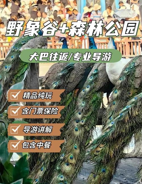 西双版纳野象谷怎么玩最尽兴?-第3张图片-星月文旅 西双版纳野象谷怎么玩最尽兴?-第3张图片-星月文旅